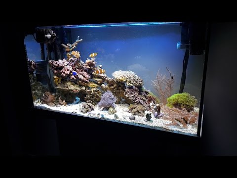 Akwarium Morskie Juwel Rio 125 film 3 Marine tank
