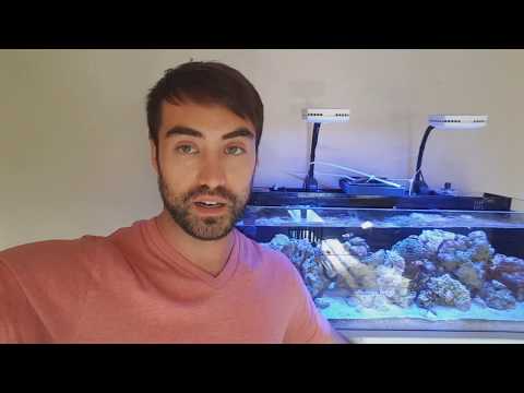 Algae Turf Scrubber for Innovative Marine 30 (3 WEEK UPDATE)