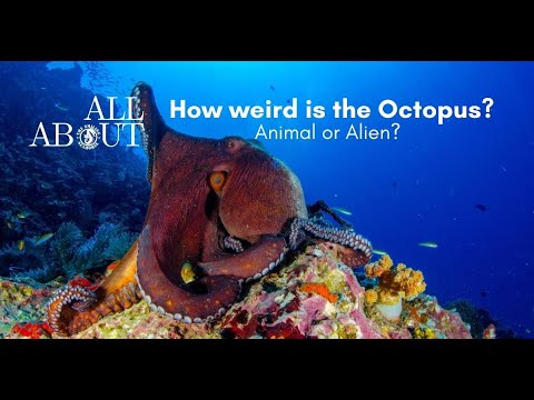 All about the reef octopus!