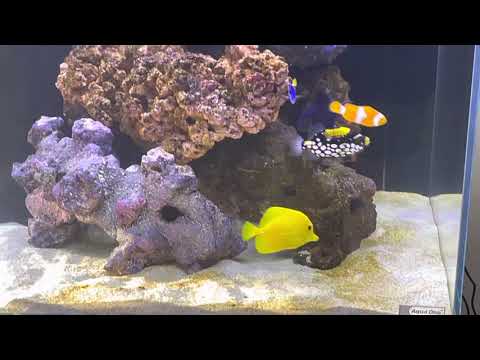 All about this beautiful well populated Aqua One Mini reef 120 aquarium