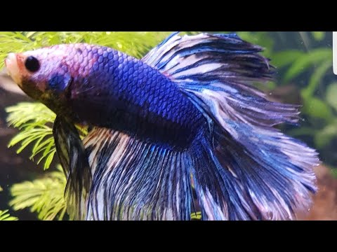 All of my fish when i first got them- 60l juwel aquarium! week 17