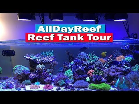 AllDayReef Saltwater Reef Tank Tour – Nyos Torq, focustonic led, alkatronic, reef tank and more!