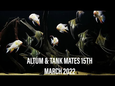 Altum angelfish with Kessil lighting