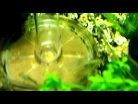 Amano shrimps breeding in a biorb life 60