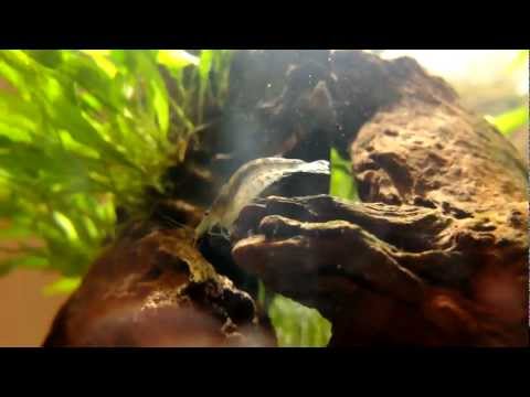 Amano shrimps in BiOrb 30l