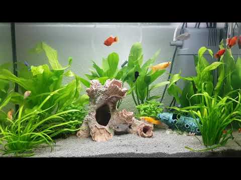 Amazing Juwel 70 litres Aquarium!!! 6 Months!!