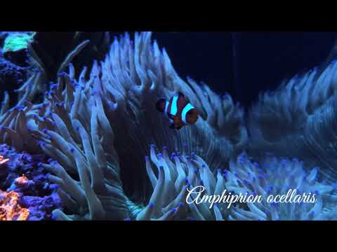 Amphiprion ocellaris – Clownfish enjoying elegance coral, red sea reefer 250 coral reef aquarium