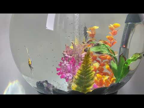 Angel Fish Bred in a biorb !