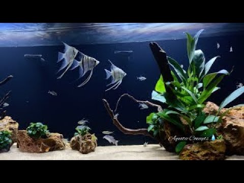 Angelfish and Discus Aquariums With Sleep Music