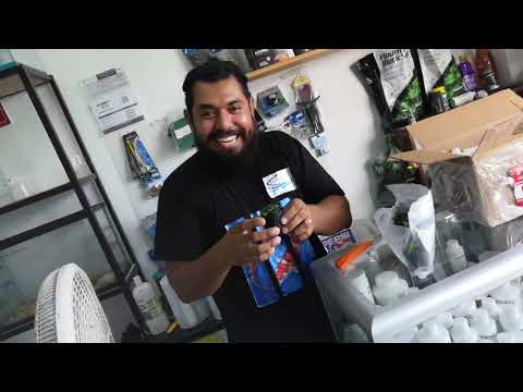 anubias exclusivas solo en mundo pez Cancun videos #38