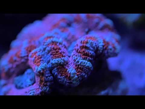 AP700 Kessil LED Testimonial   Jimmy Francis at Neptune Aquatics