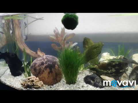 Aqua/Fluval Vicenza 180 Liter / Panoramascheibe  Aufbau mit versteckten Außenfilterzugang