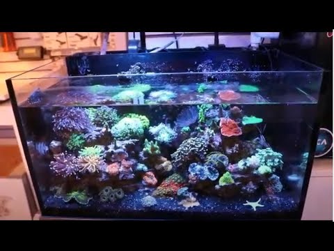 Aqua knight V2 Cheap led light review