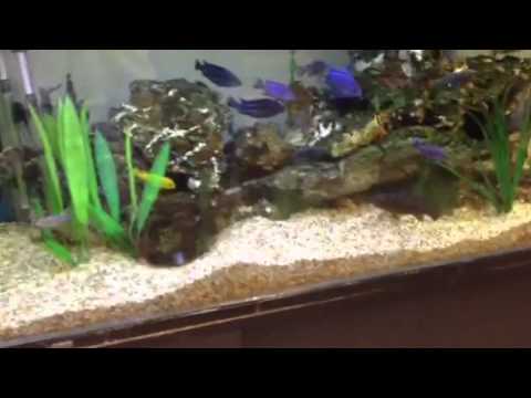 Aqua one 180 Cichlid tank at Ozlocal