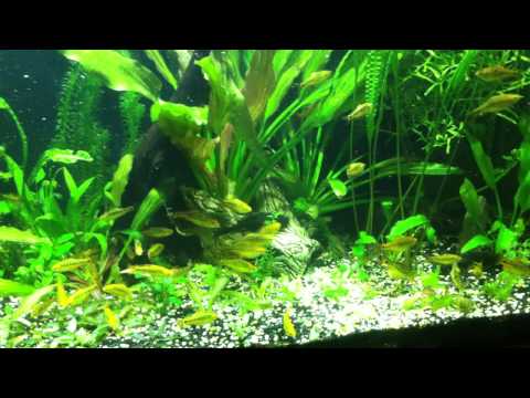 AQUA ONE 350L – LED SMD 1x20w i 2x10w ( akwarium ogolne )