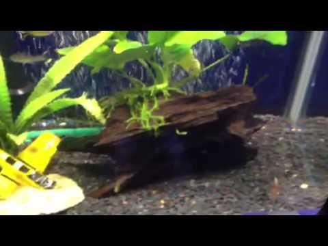 Aqua One 380 tropical aquarium with tetras