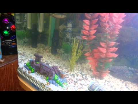 Aqua One 620 Fish Tank
