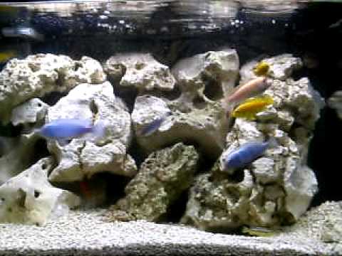aqua one 620 malawi tank