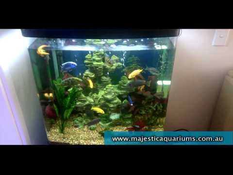 Aqua One 620T Cichlid capacity tips Aquarium Adven