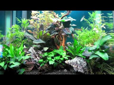 Aqua One 620T Planted Aquarium