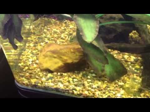 Aqua One 850 Australian native aquarium display