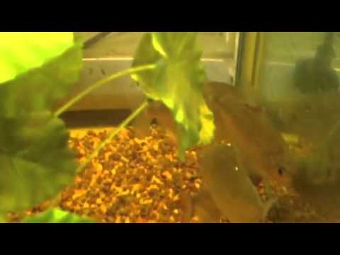 Aqua one 980t cichlid tank with yellow water