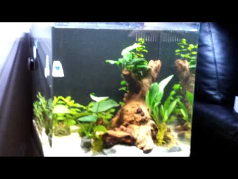 Aqua One Aqua Nano 40 update 1. Water Plant Co2 system and a TLF nanomag