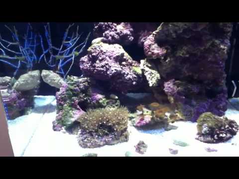 Aqua one aquanano 40 marine reef tank