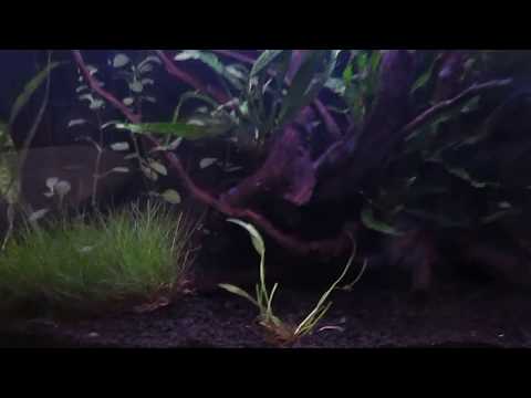 Aqua one aquanano 60 tropical aquarium planted tank tour Dainty corydoras