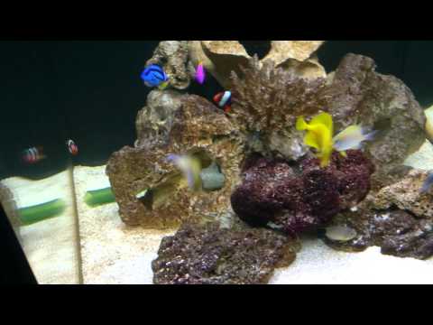 Aqua One Aquareef 275 aquarium
