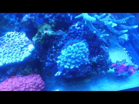 Aqua one Aquareef 275 sps tank
