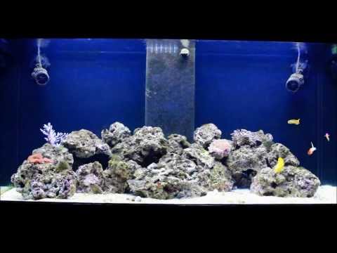 Aqua One AquaReef 400 Marine Fish Tank #3