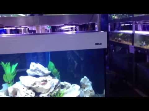 Aqua One Aquareef aquariums are great Cichlid tanks