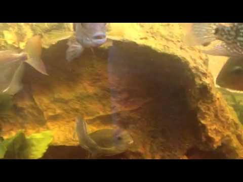 Aqua One Aquastyle 980t cichlid tank in a sunroom