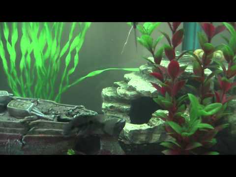 Aqua one AR850 with Angel fish, tinfoil barbs, firemouth cichlids and more