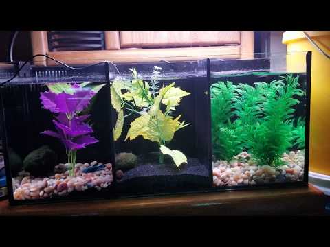 Aqua One Betta Trio Initial review