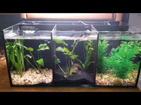 Aqua One Betta Trio Review