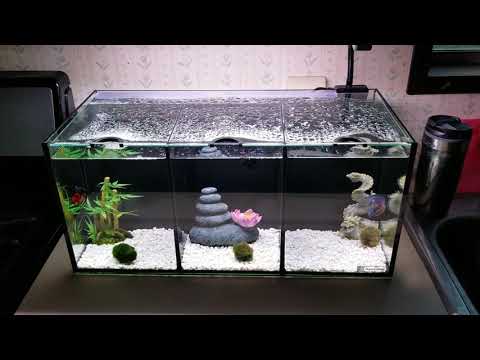 Aqua one betta trio tank review