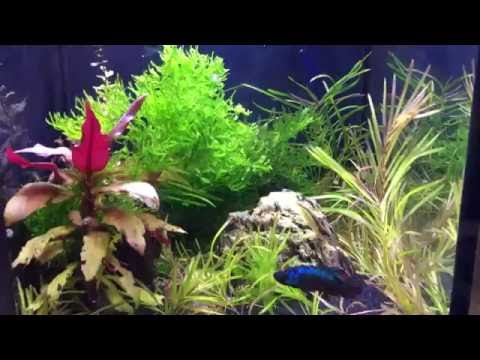 Aqua One Betta Villa