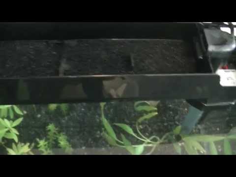 Aqua One Ecostyle filter maintenance + my thoughts