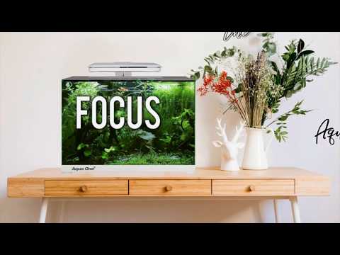 Aqua One | Focus Aquarium
