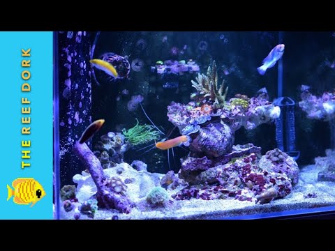 Aqua One Mini Reef 120 – 6 Months [4k]