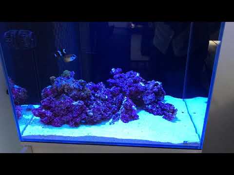 Aqua one mini reef 120. Feeding time