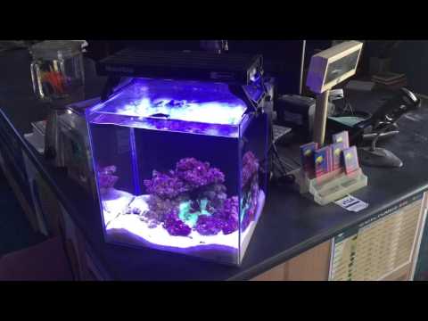 Aqua One Nano display