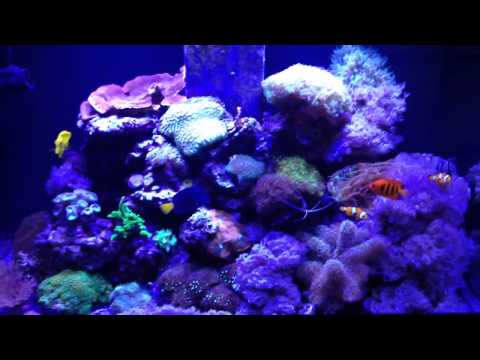 Aqua reef 300 marine tank setup update