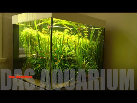 AquaCube (Eheim Vivaline 150l) -Salmler, Zitronensalmler, Neon (Diamantkopfneon), Ziersalmler-