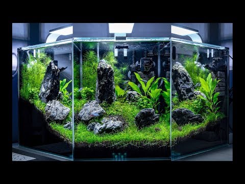 Aquael 30l Dzień 26 – Amano