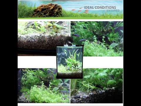 Aquael Aqua Grunt and Aqua Floran Professional in Shrimp Set 10