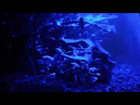 AQUAEL LEDDY TUBE 6W ACTINIC – "Księżycowe światło do akwarium"