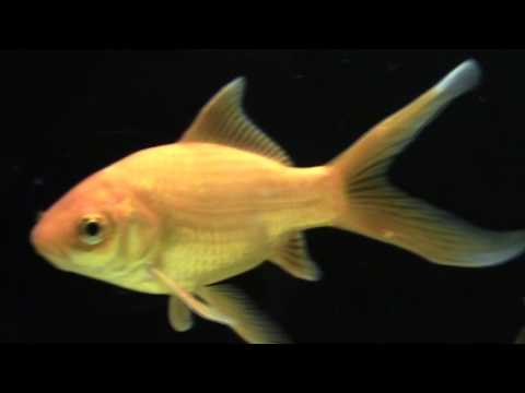 AQUAEL MIDIkani 800 Опыт использования